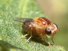 Thaumatomyia