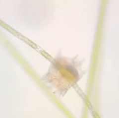 Plationus patulus