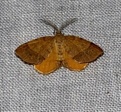 Mellilla xanthometata