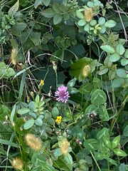 Knautia dipsacifolia