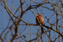 Coryphospingus cucullatus