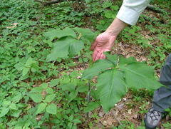 Arisaema quinatum