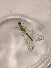 Chrysoperla rufilabris