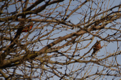 Coryphospingus cucullatus