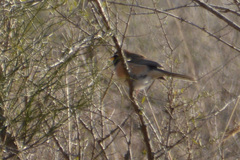 Saltatricula multicolor