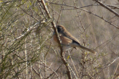 Saltatricula multicolor