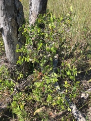 Celtis tenuifolia