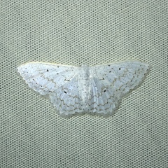 Idaea tacturata