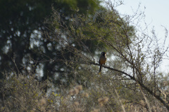 Saltator aurantiirostris