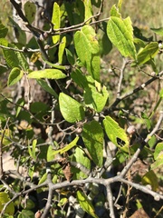 Celtis tenuifolia