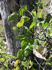 Celtis tenuifolia
