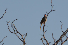 Embernagra platensis