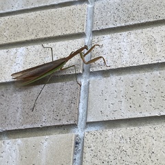 Tenodera angustipennis