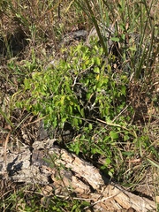 Celtis tenuifolia