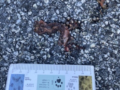 Aneides lugubris