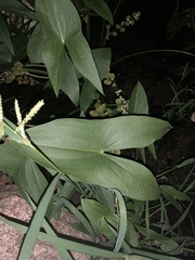 Sagittaria brevirostra