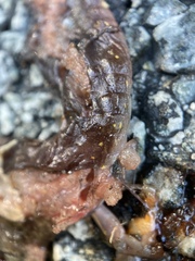 Aneides lugubris