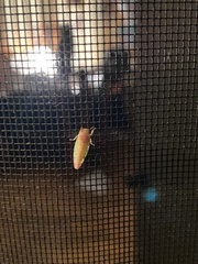 Gyponana