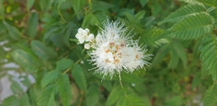 Sorbaria sorbifolia