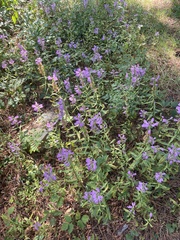 Physostegia virginiana