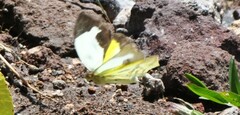 Abaeis mexicana