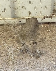 Sceliphron caementarium