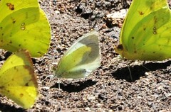 Abaeis mexicana