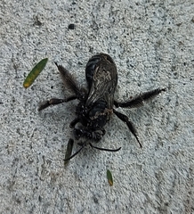 Eucerini