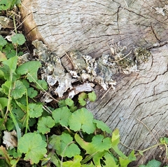 Punctelia bolliana