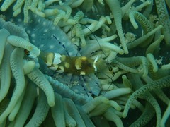 Ancylocaris brevicarpalis