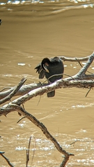 Anhinga novaehollandiae