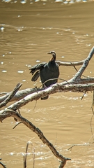 Anhinga novaehollandiae