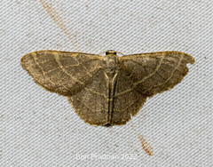 Idaea insuavis
