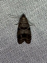 Euzophera ostricolorella