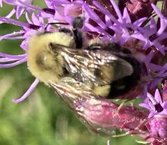 Bombus bimaculatus