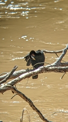 Anhinga novaehollandiae