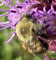 Bombus bimaculatus