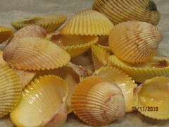 Dallocardia muricata