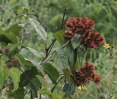 Combretum