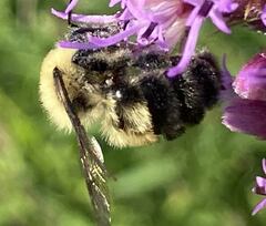 Bombus bimaculatus