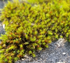 Schistidium apocarpum