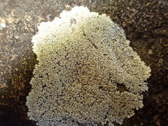 Protoparmeliopsis muralis