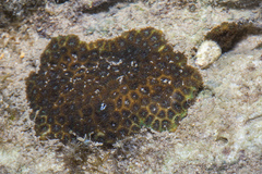 Leptastrea