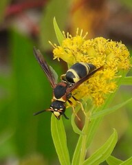 Euodynerus crypticus