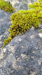 Schistidium apocarpum