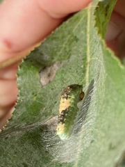 Papilioninae