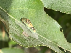 Papilioninae