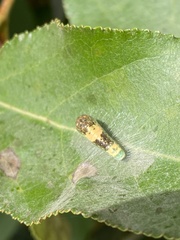 Papilioninae