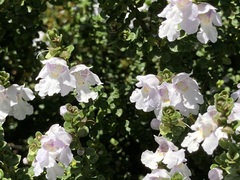 Prostanthera cuneata