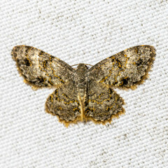 Dischidesia cinerea